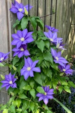 H. F. Young Clematis - 1 Gallon Pot -Cheap PLANTS Store clematis h f young 5