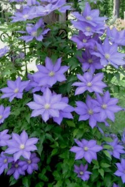 H. F. Young Clematis - 3 Gallon Pot -Cheap PLANTS Store clematis h f young 9 1