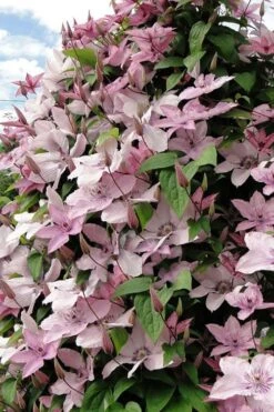 Hagley Hybrid Clematis - 1 Gallon Pot -Cheap PLANTS Store clematis hagley hybrid 11