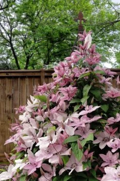 Hagley Hybrid Clematis - 1 Gallon Pot -Cheap PLANTS Store clematis hagley hybrid 12