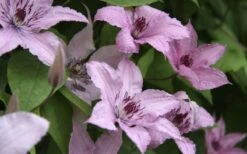 Hagley Hybrid Clematis - 1 Gallon Pot -Cheap PLANTS Store clematis hagley hybrid 13