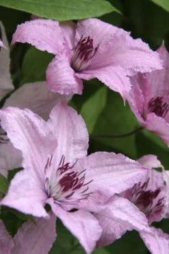 Hagley Hybrid Clematis - 1 Gallon Pot -Cheap PLANTS Store clematis hagley hybrid 14