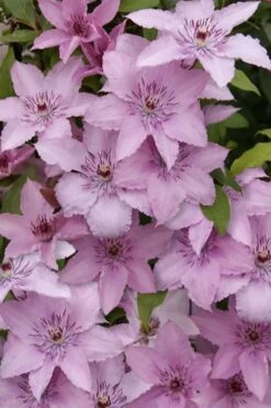 Hagley Hybrid Clematis - 1 Gallon Pot -Cheap PLANTS Store clematis hagley hybrid 15