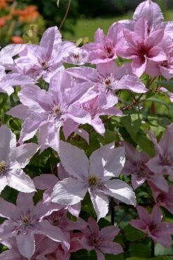 Hagley Hybrid Clematis - 1 Gallon Pot -Cheap PLANTS Store clematis hagley hybrid 18