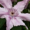 Hagley Hybrid Clematis - 1 Gallon Pot -Cheap PLANTS Store clematis hagley hybrid 20