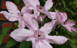 Hagley Hybrid Clematis - 1 Gallon Pot -Cheap PLANTS Store clematis hagley hybrid 21