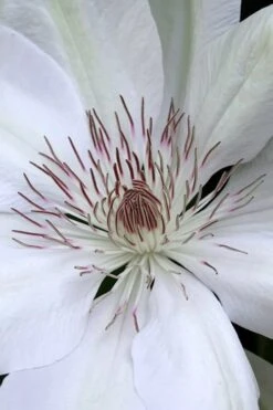 Henryi Clematis - 1 Gallon Pot -Cheap PLANTS Store clematis henryi 1
