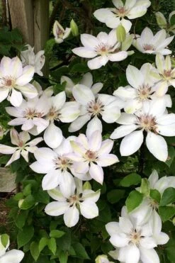 Henryi Clematis - 1 Gallon Pot -Cheap PLANTS Store clematis henryi 2