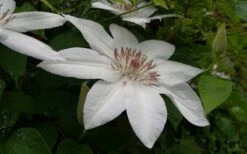 Henryi Clematis - 1 Gallon Pot -Cheap PLANTS Store clematis henryi 3
