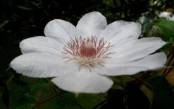 Henryi Clematis - 1 Gallon Pot -Cheap PLANTS Store clematis henryi 4