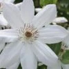 Henryi Clematis - 1 Gallon Pot -Cheap PLANTS Store clematis henryi 5