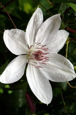 Henryi Clematis - 1 Gallon Pot -Cheap PLANTS Store clematis henryi 6