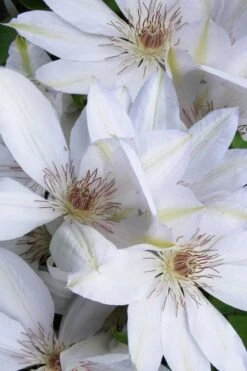Henryi Clematis - 1 Gallon Pot -Cheap PLANTS Store clematis henryi 7
