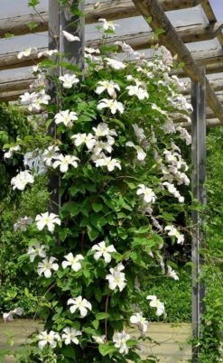 Huldine Clematis - 1 Gallon Pot -Cheap PLANTS Store clematis huldine 7jpg