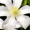 Huldine Clematis - 1 Gallon Pot -Cheap PLANTS Store clematis huldine 8