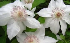 Hyde Hall Clematis - 1 Gallon Pot 14 Hyde Hall Clematis - 1 Gallon Pot -Cheap PLANTS Store clematis hyde hall 1