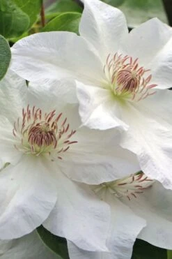 Hyde Hall Clematis - 1 Gallon Pot