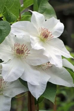 Hyde Hall Clematis - 1 Gallon Pot 12 Hyde Hall Clematis - 1 Gallon Pot -Cheap PLANTS Store clematis hyde hall 4