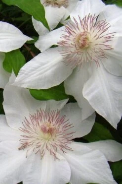 Hyde Hall Clematis - 1 Gallon Pot 13 Hyde Hall Clematis - 1 Gallon Pot -Cheap PLANTS Store clematis hyde hall 5