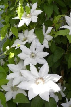 Hyde Hall Clematis - 1 Gallon Pot 15 Hyde Hall Clematis - 1 Gallon Pot -Cheap PLANTS Store clematis hyde hall 6