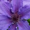 Ines Clematis - 1 Gallon Pot 1 Ines Clematis - 1 Gallon Pot -Cheap PLANTS Store clematis ines 5