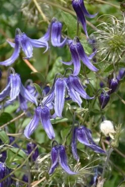 Clematis Integrifolia (Solitary Bush Clematis) - 1 Gallon Pot -Cheap PLANTS Store clematis integrifolia soiltary bush clematis 4