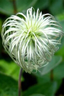 Clematis Integrifolia (Solitary Bush Clematis) - 1 Gallon Pot -Cheap PLANTS Store clematis integrifolia soiltary bush clematis 6