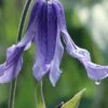 Clematis Integrifolia (Solitary Bush Clematis) - 1 Gallon Pot -Cheap PLANTS Store clematis integrifolia soiltary bush clematis 7