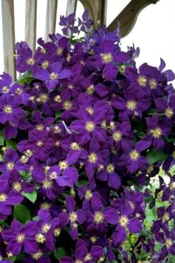 Jakmanii Purple Clematis - 1 Gallon Pot -Cheap PLANTS Store clematis jackmanii 5