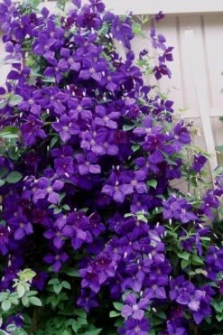 Jakmanii Purple Clematis - 1 Gallon Pot -Cheap PLANTS Store clematis jackmanii 9