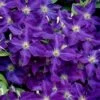 Jackmanii Superba Clematis - 1 Gallon Pot -Cheap PLANTS Store clematis jackmanii superba 1