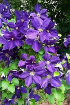 Jackmanii Superba Clematis - 1 Gallon Pot -Cheap PLANTS Store clematis jackmanii superba 3