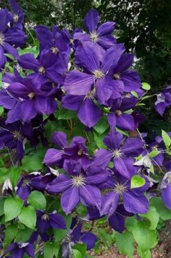 Jackmanii Superba Clematis - 1 Gallon Pot -Cheap PLANTS Store clematis jackmanii superba 4