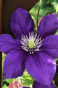 Jackmanii Superba Clematis - 1 Gallon Pot -Cheap PLANTS Store clematis jackmanii superba 5