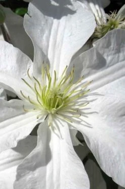 John Huxtable Clematis - 1 Gallon Pot 11 John Huxtable Clematis - 1 Gallon Pot -Cheap PLANTS Store clematis john huxtable 1
