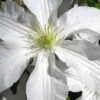 John Huxtable Clematis - 1 Gallon Pot 2 John Huxtable Clematis - 1 Gallon Pot -Cheap PLANTS Store clematis john huxtable 2