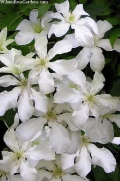 John Huxtable Clematis - 1 Gallon Pot 10 John Huxtable Clematis - 1 Gallon Pot -Cheap PLANTS Store clematis john huxtable 3