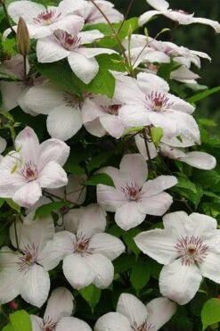 John Paul II Clematis - 1 Gallon Pot -Cheap PLANTS Store clematis john paul II 11