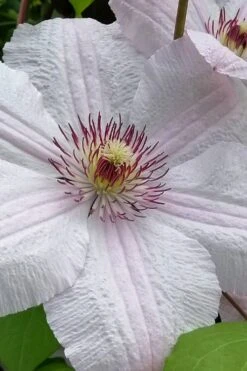 John Paul II Clematis - 1 Gallon Pot -Cheap PLANTS Store clematis john paul II 12