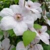John Paul II Clematis - 1 Gallon Pot -Cheap PLANTS Store clematis john paul II 8