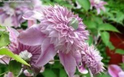 Josephine Clematis - 1 Gallon Pot 11 Josephine Clematis - 1 Gallon Pot -Cheap PLANTS Store clematis josephine 15