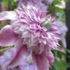 Josephine Clematis - 1 Gallon Pot -Cheap PLANTS Store clematis josephine 16