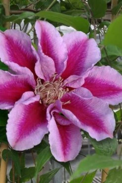 Killian Donahue Clematis - 1 Gallon Pot 13 Killian Donahue Clematis - 1 Gallon Pot -Cheap PLANTS Store clematis killian donahue 1