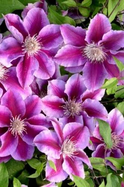 Killian Donahue Clematis - 1 Gallon Pot 15 Killian Donahue Clematis - 1 Gallon Pot -Cheap PLANTS Store clematis killian donahue 2
