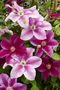 Killian Donahue Clematis - 1 Gallon Pot 12 Killian Donahue Clematis - 1 Gallon Pot -Cheap PLANTS Store clematis killian donahue 4