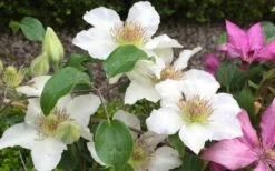 Kitty Clematis - 1 Gallon Pot 15 Kitty Clematis - 1 Gallon Pot -Cheap PLANTS Store clematis kitty 2