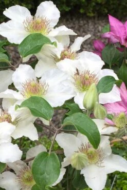 Kitty Clematis - 1 Gallon Pot 16 Kitty Clematis - 1 Gallon Pot -Cheap PLANTS Store clematis kitty 3