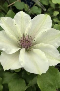 Kitty Clematis - 1 Gallon Pot 14 Kitty Clematis - 1 Gallon Pot -Cheap PLANTS Store clematis kitty 4
