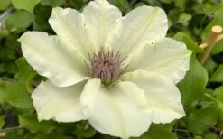 Kitty Clematis - 1 Gallon Pot 18 Kitty Clematis - 1 Gallon Pot -Cheap PLANTS Store clematis kitty 8
