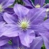 Lady Northcliffe Clematis - 1 Gallon Pot 1 Lady Northcliffe Clematis - 1 Gallon Pot -Cheap PLANTS Store clematis lady northcliffe 1